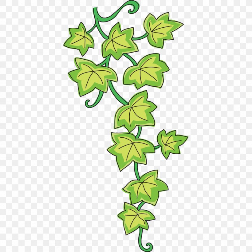 Vine Common Ivy Drawing Sticker Clip Art, PNG, 892x892px, Vine, Branch, Common Ivy, Decoratie, Drawing Download Free