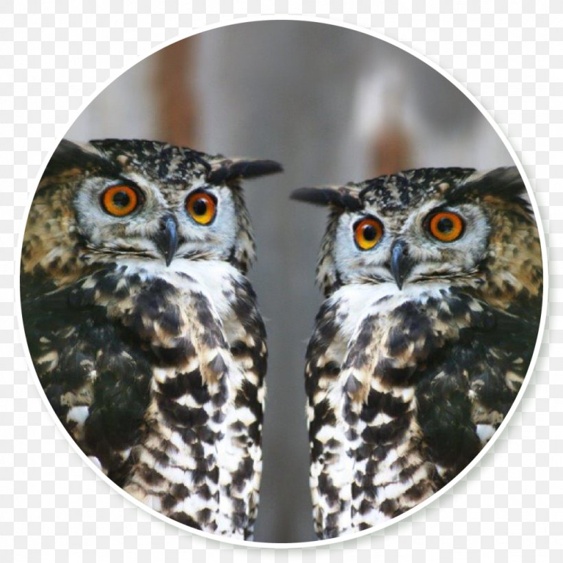 Owl Fauna Beak, PNG, 1024x1024px, Owl, Beak, Bird, Bird Of Prey, Fauna Download Free