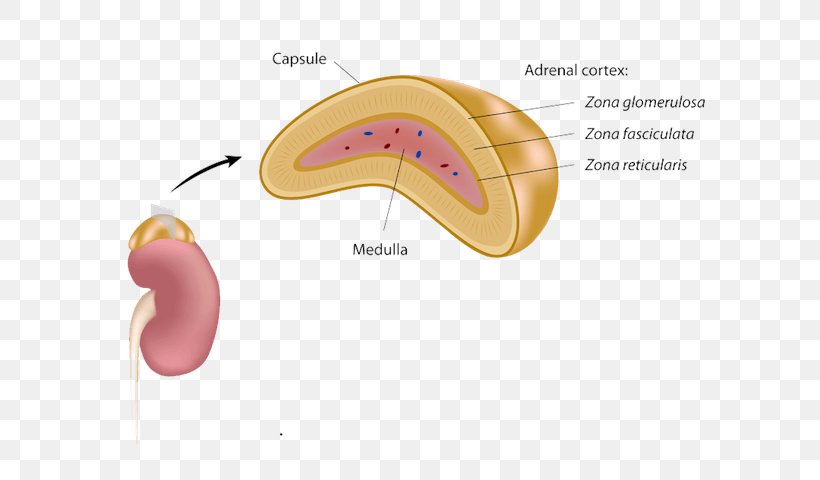 Adrenal Gland Adrenal Medulla Endocrine System Stock Photography, PNG, 600x480px, Watercolor, Cartoon, Flower, Frame, Heart Download Free