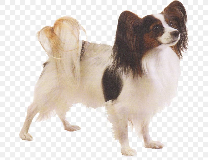 Papillon Dog Phalène Dog Breed Chihuahua Pomeranian, PNG, 670x630px, Papillon Dog, Breed, Carnivoran, Chihuahua, Companion Dog Download Free