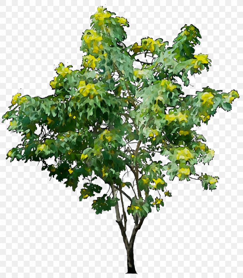 ArborMax Tree Service Clip Art Image Oak, PNG, 1000x1144px, Arbormax Tree Service, Branch, Flower, Flowering Plant, Grass Download Free