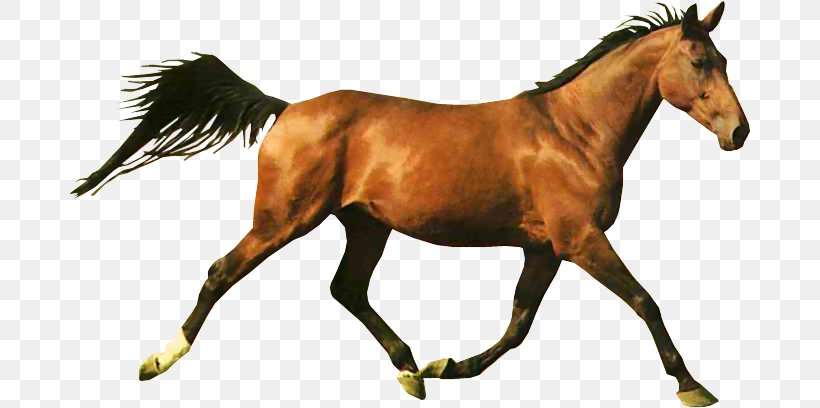 Horse Racing Shergar Web Browser, PNG, 682x408px, Horse, Animal, Animal Figure, Blingee, Bridle Download Free