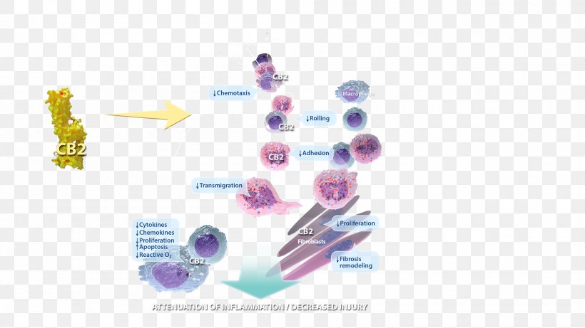 Inflammation Tissue Infection Chemokine Adaptive Immune System, PNG, 2000x1125px, Inflammation, Adaptive Immune System, Body Jewelry, Chemokine, Disease Download Free