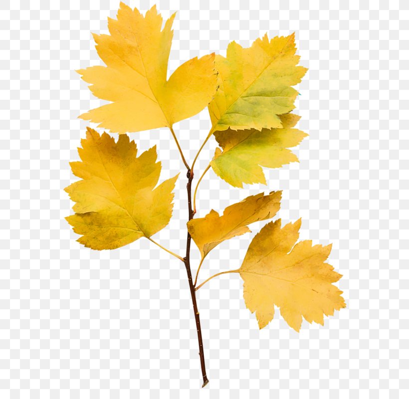 Maple Leaf Twig Plant Stem Petal, PNG, 579x800px, Maple Leaf, Autumn, Branch, Flower, Flowering Plant Download Free