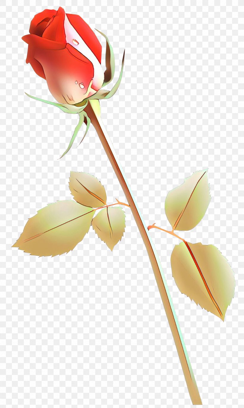 Rose Family Still Life Photography Plant Stem Cut Flowers, PNG, 1794x3000px, Rose Family, Artificial Flower, Botany, Branch, Bud Download Free