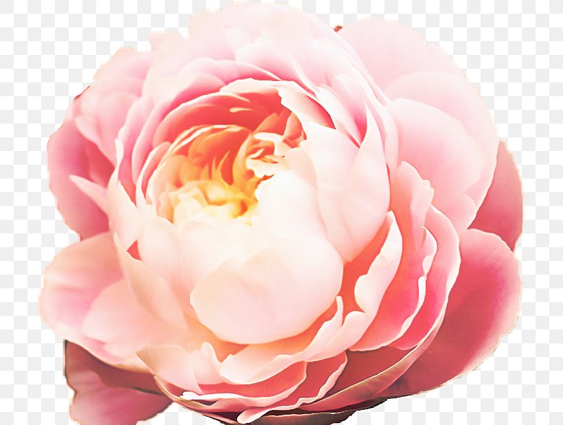 Garden Roses, PNG, 712x619px, Flower, Floribunda, Flowering Plant, Garden Roses, Hybrid Tea Rose Download Free