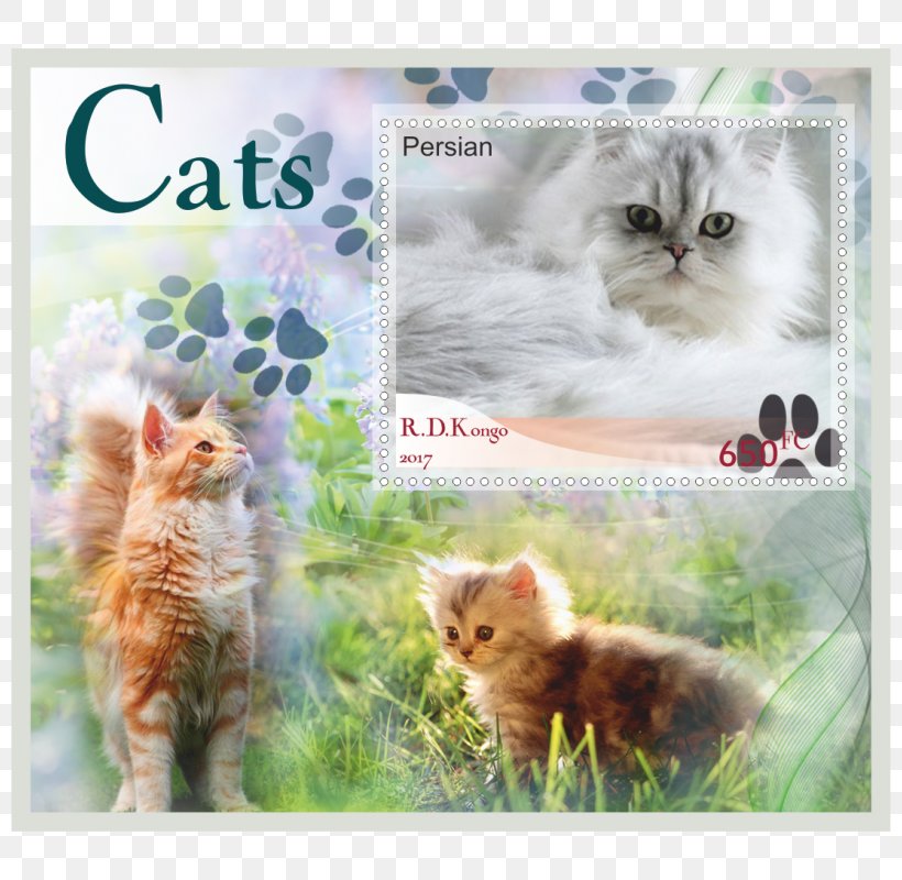 Kitten Whiskers Tabby Cat Printing, PNG, 800x800px, Kitten, Carnivoran, Cat, Cat Like Mammal, Fauna Download Free