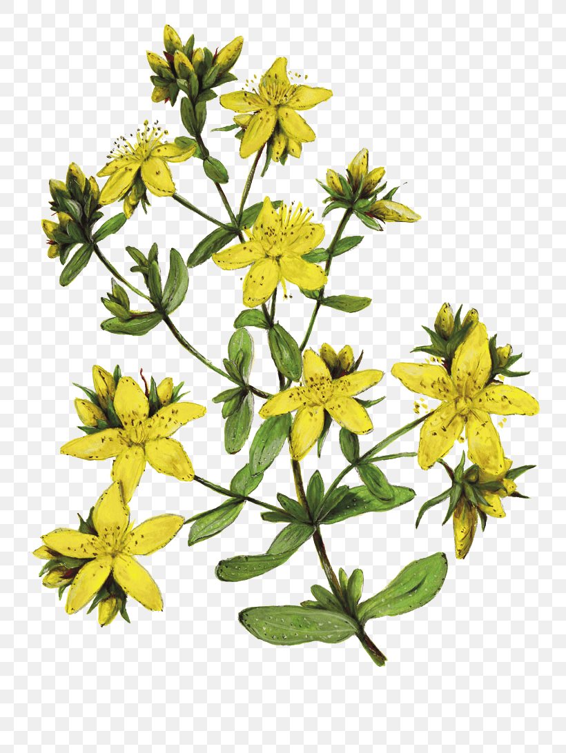 Perforate St John's-wort Herbalism Drawing Daisy Family Ardèche, PNG, 799x1092px, Herbalism, Daisy Family, Drawing, Energy, Flower Download Free