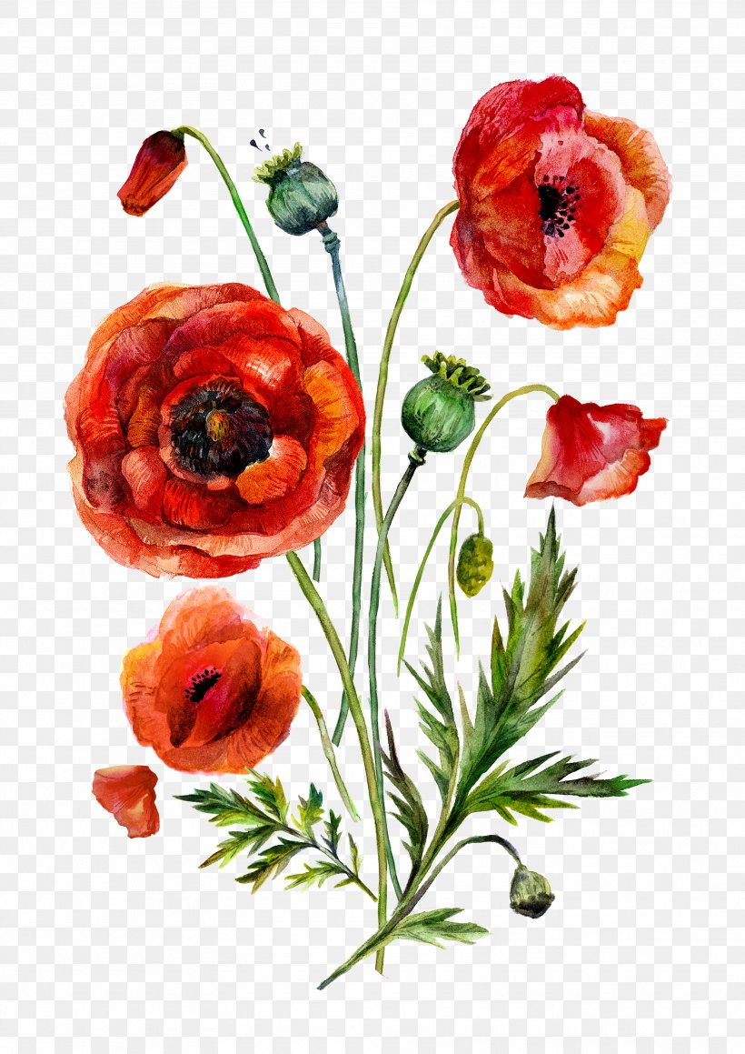 Watercolor Painting Common Poppy Illustration, PNG, 3535x5000px, Watercolor Painting, Art, Common Poppy, Coquelicot, Cut Flowers Download Free
