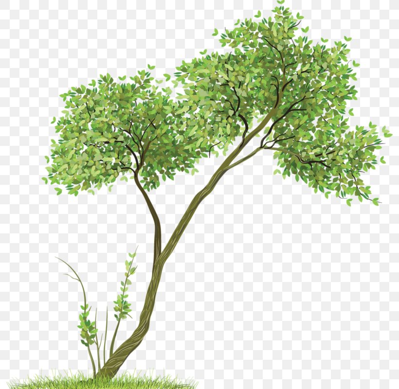 Drawing Paper Tree Sketch, PNG, 794x800px, Drawing, Art, Book, Branch, Doodle Download Free