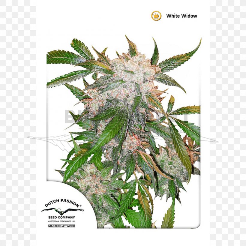 White Widow Skunk Haze Cannabis Sativa, PNG, 1000x1000px, White Widow, Autoflowering Cannabis, Cannabidiol, Cannabis, Cannabis Sativa Download Free