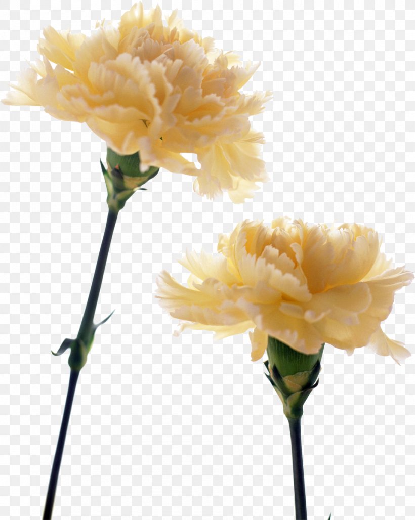 Carnation Birth Flower Yellow Flower Bouquet, PNG, 957x1200px, Carnation, Annual Plant, Artificial Flower, Birth Flower, Blue Download Free
