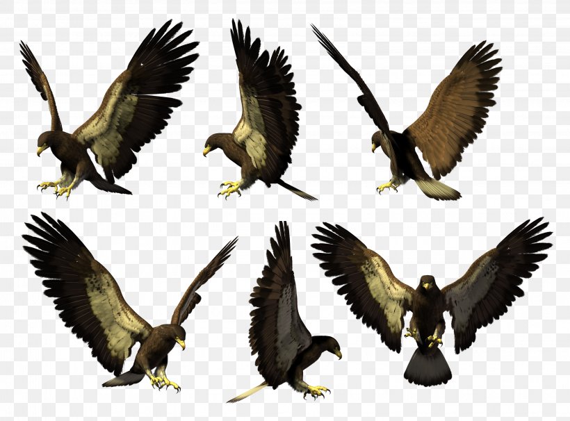 Eagle Buzzard Hawk Vulture Beak, PNG, 3046x2254px, Eagle, Accipitriformes, Beak, Bird, Bird Of Prey Download Free