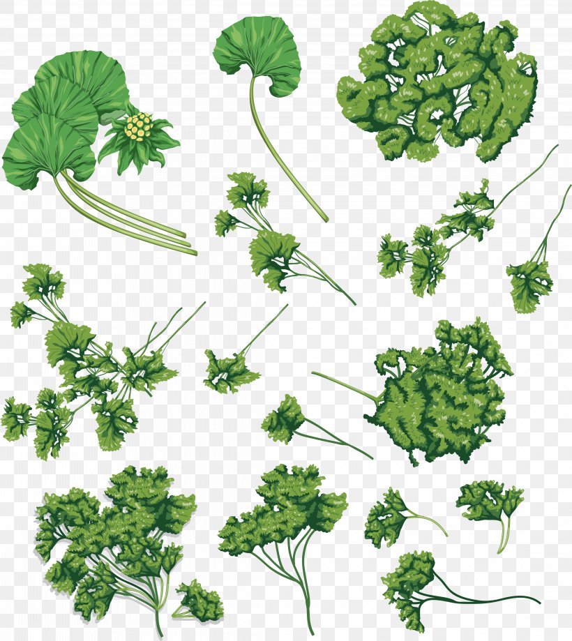 Parsley Coriander Herb Clip Art, PNG, 4461x5000px, Parsley, Celery, Chervil, Chinese Celery, Coriander Download Free