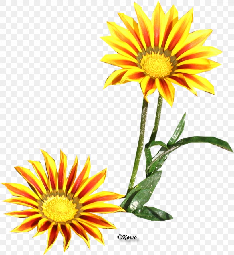 Common Daisy Chrysanthemum Oxeye Daisy Daisy Family Sunflower Seed, PNG, 1105x1205px, Common Daisy, Annual Plant, Chrysanthemum, Chrysanths, Cut Flowers Download Free