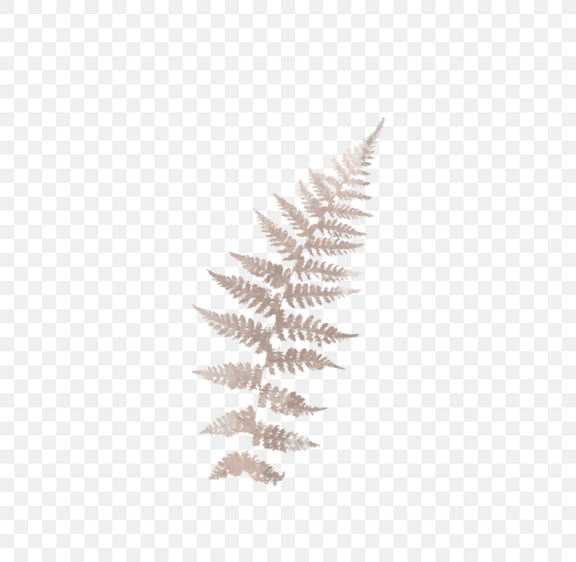 Pine Family Pine Family, PNG, 800x800px, Pine, Family, Pine Family, Plant, Tree Download Free