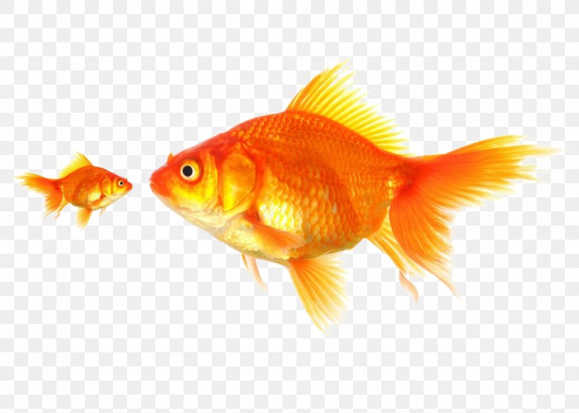 Stock Photography Dog Goldfish Royalty-free Pet, PNG, 1007x720px, Stock Photography, Alamy, Animal, Bonyfish, Cyprinidae Download Free