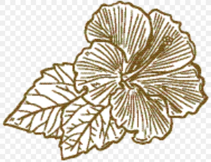 Flower Line Art, PNG, 1508x1162px, M02csf, Blackandwhite, Botany, Drawing, Flower Download Free