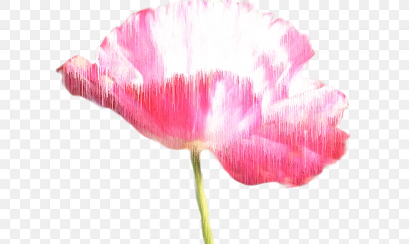 Pink M Close-up RTV Pink, PNG, 600x490px, Pink M, Closeup, Flower, Flowering Plant, Magenta Download Free