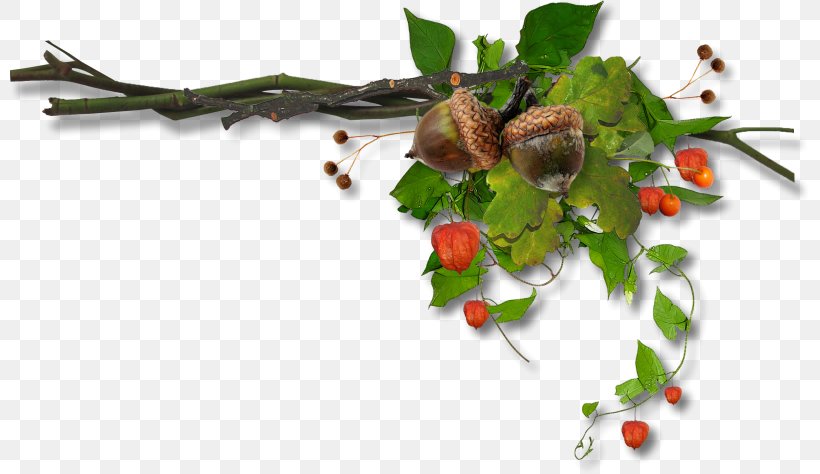 Autumn Drawing Clip Art, PNG, 800x474px, Autumn, Branch, Chestnut, Drawing, Food Download Free