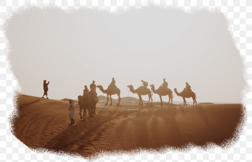Camel, PNG, 1209x778px, Camel, Camelid, Desert, Herd, Landscape Download Free