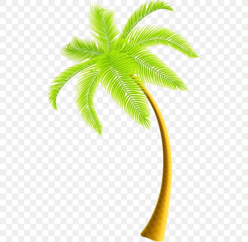 Clip Art, PNG, 504x800px, Albom, Arecaceae, Arecales, Art, Coconut Download Free