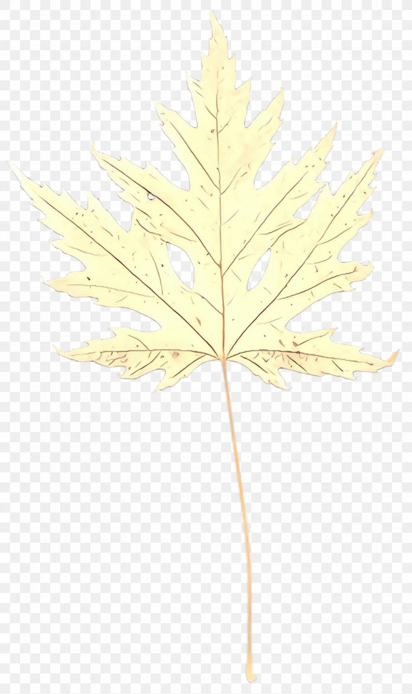Maple Leaf, PNG, 1540x2595px, Cartoon, Black Maple, Flower, Flowering Plant, Leaf Download Free