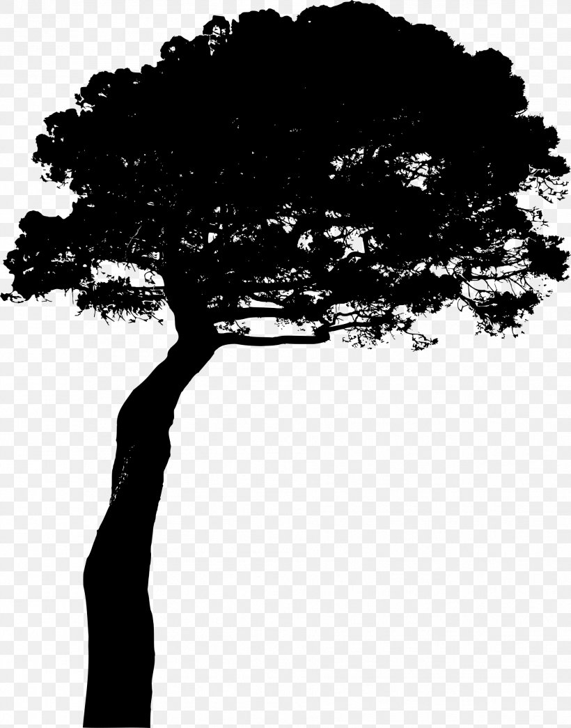 Stone Pine Photography Clip Art, PNG, 1882x2400px, Stone Pine, Arecaceae, Black And White, Branch, Monochrome Download Free