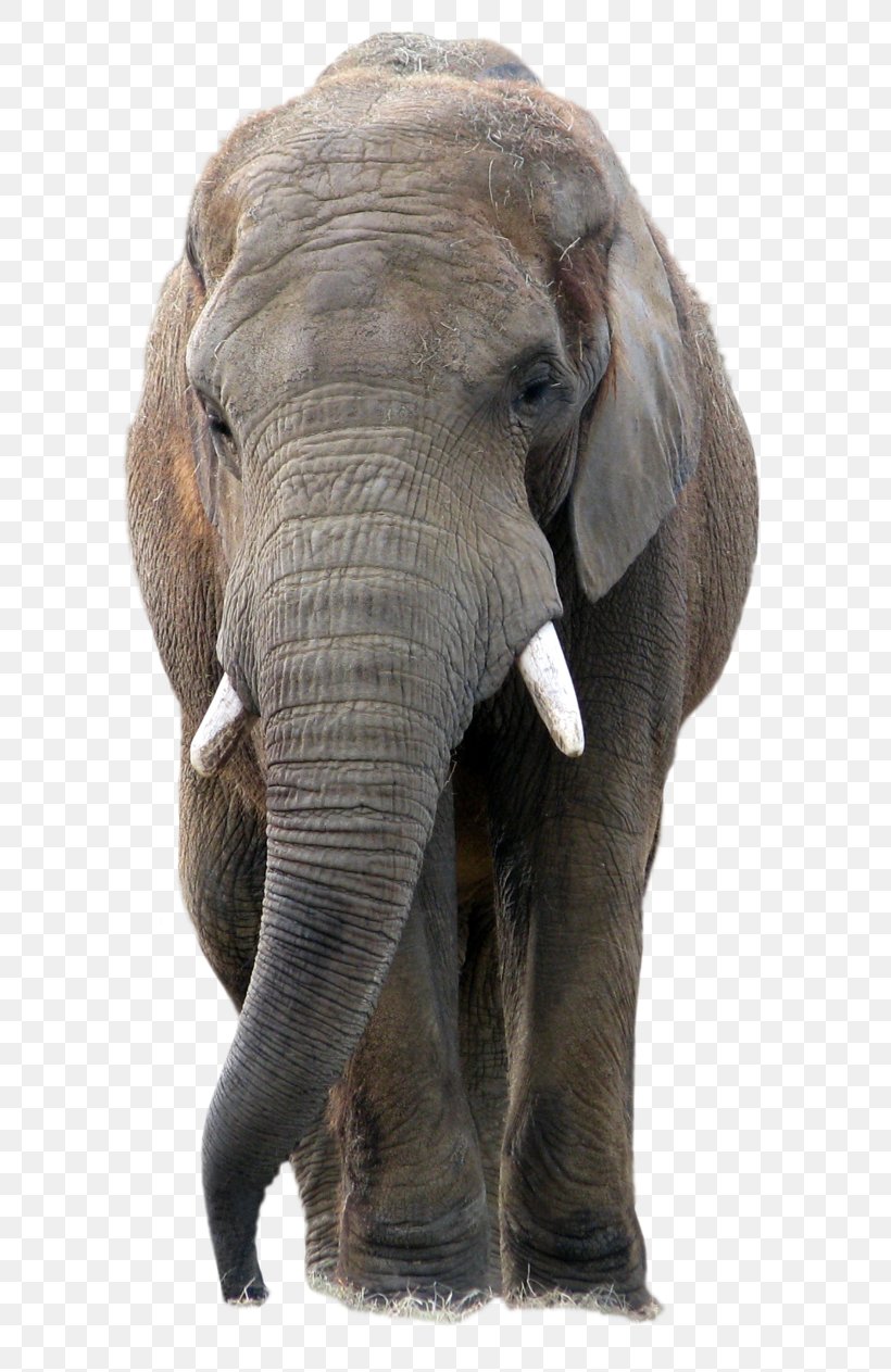 Elephant PaintShop Pro, PNG, 633x1263px, African Bush Elephant, African Elephant, African Forest Elephant, Asian Elephant, Elephant Download Free