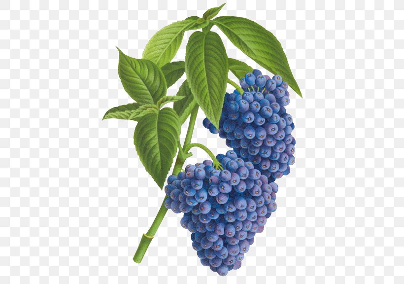 Ghent Blueberry Tea Psychotria Cyanococca Psychotria Cyanocarpa, PNG, 435x576px, Ghent, Belgium, Berry, Bilberry, Blackberry Download Free