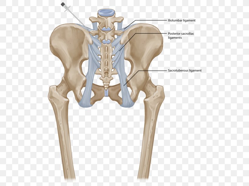 Hip Sacroiliac Joint Dysfunction Posterior Sacroiliac Ligament Iliolumbar Ligament, PNG, 520x612px, Hip, Anterior Sacroiliac Ligament, Bone, Human Body, Iliac Crest Download Free