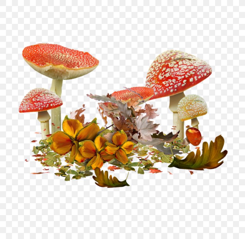 Mushroom Fungus Clip Art, PNG, 800x800px, Mushroom, Amanita Muscaria, Edible Mushroom, Fungus, Ingredient Download Free