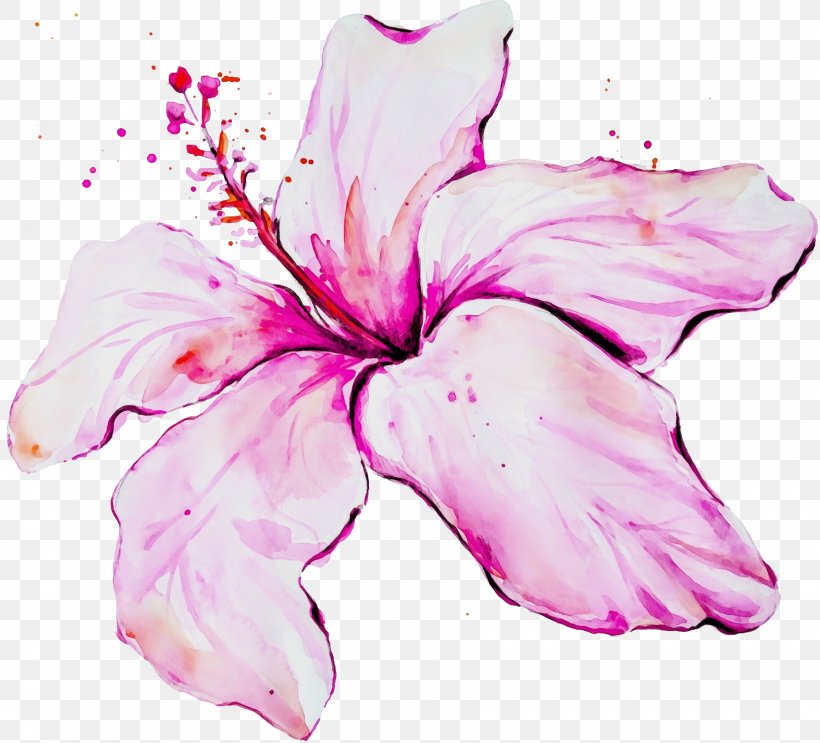 Petal Pink Flower Hawaiian Hibiscus Hibiscus, PNG, 1800x1631px, Watercolor, Flower, Flowering Plant, Hawaiian Hibiscus, Hibiscus Download Free