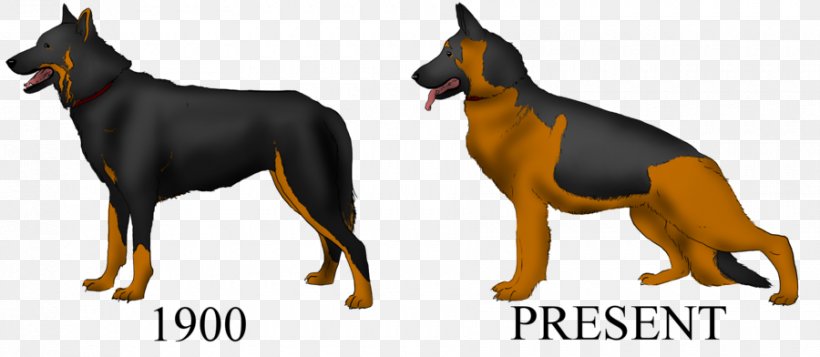 Dobermann German Shepherd Dog Breed Guard Dog, PNG, 900x392px, Dobermann, Breed, Carnivoran, Dog, Dog Breed Download Free