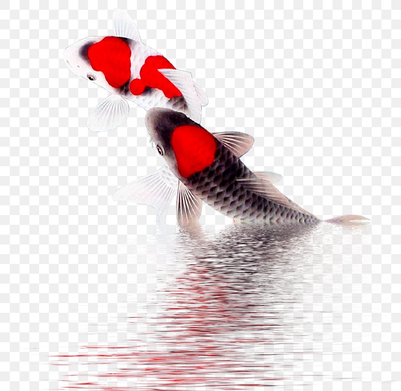 Koi, PNG, 800x800px, Koi, Gratis, Resource, Threedimensional Space, Vecteur Download Free