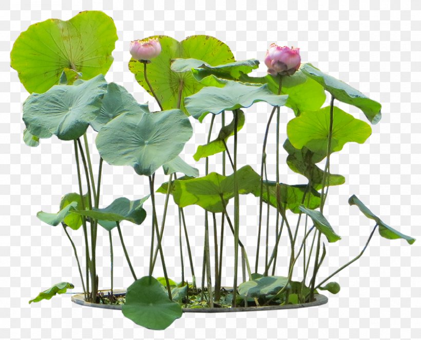 Nelumbo Nucifera Water Lily Aquatic Plants, PNG, 838x678px, Nelumbo Nucifera, Annual Plant, Aquatic Plant, Aquatic Plants, Architectural Rendering Download Free