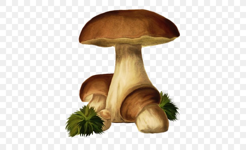 Pleurotus Eryngii Fungus Mushroom Clip Art, PNG, 482x500px, Pleurotus Eryngii, Child, Digital Image, Edible Mushroom, Fungus Download Free