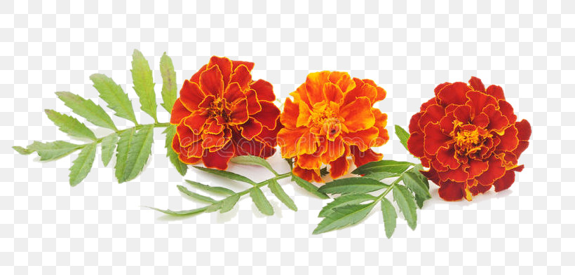 Flower Tagetes Plant Petal Lantana, PNG, 800x393px, Flower, Bouquet, Cut Flowers, Geranium, Lantana Download Free