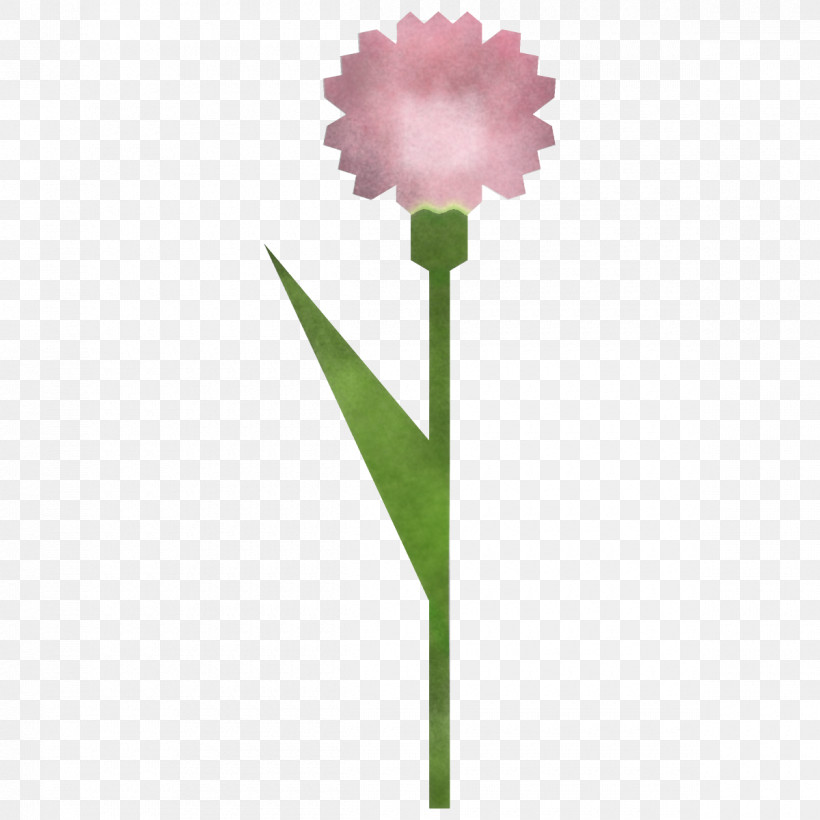 Carnation Flower, PNG, 1200x1200px, Carnation, Cut Flowers, Flower, Pedicel, Petal Download Free