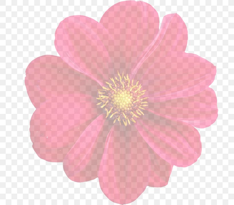 Dahlia Image Pink Flowers Photograph, PNG, 711x720px, Dahlia, Annual Plant, Blossom, Daisy Family, Drawing Download Free