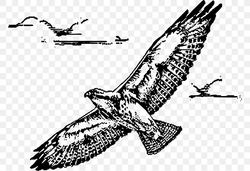 Bald Eagle Bird Of Prey Hawk Drawing, PNG, 768x561px, Bald Eagle, Accipitriformes, Art, Beak, Bird Download Free