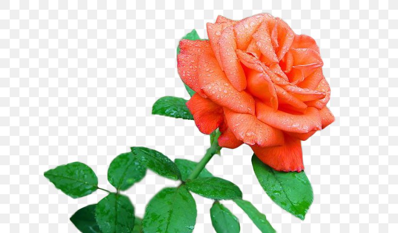Garden Roses Flower Drawing Floral Design, PNG, 639x480px, Garden Roses, Animated Film, Art, Cartoon, Cut Flowers Download Free