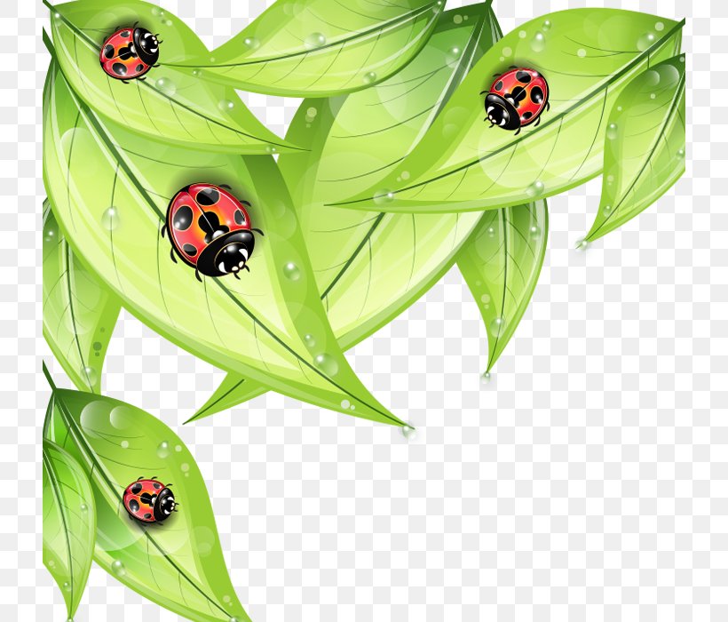 Insect Ladybird Euclidean Vector Drawing, PNG, 724x700px, Insect, Beetle, Coccinella Septempunctata, Drawing, Green Download Free