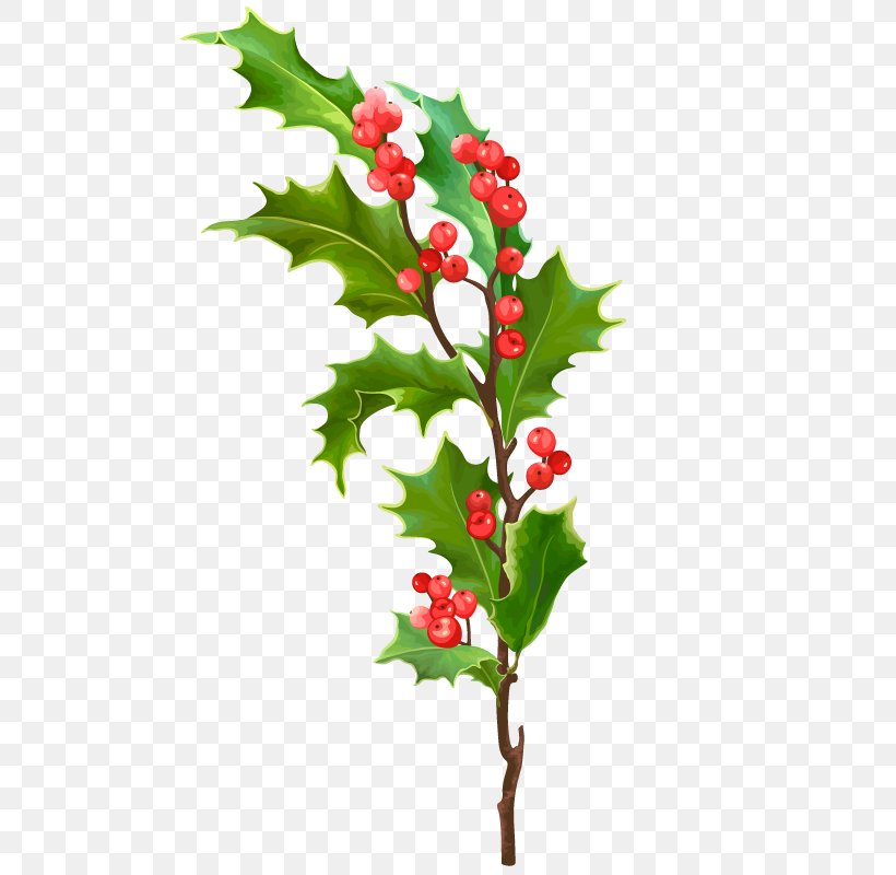 Leaf Christmas Holly, PNG, 800x800px, Leaf, Aquifoliaceae, Aquifoliales, Branch, Christmas Download Free