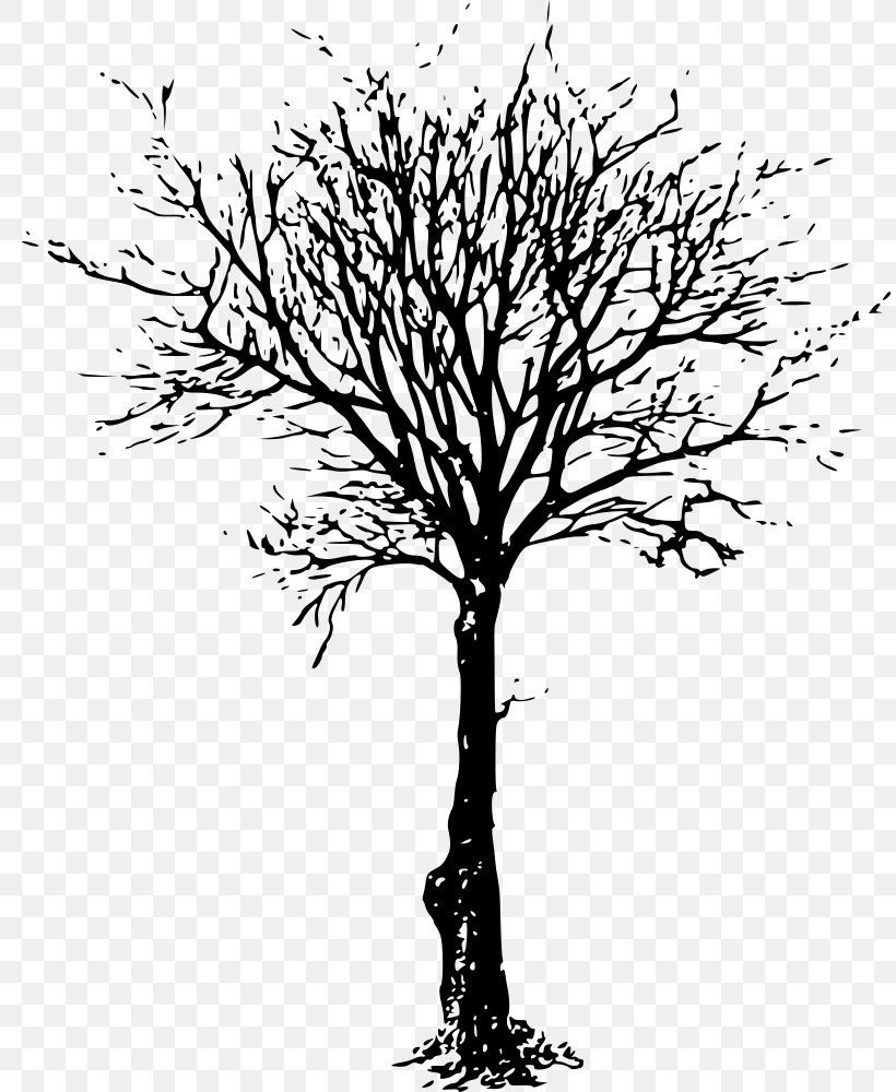Tree Drawing Clip Art, PNG, 811x1000px, Tree, Black And White, Branch, Drawing, Flowering Plant Download Free