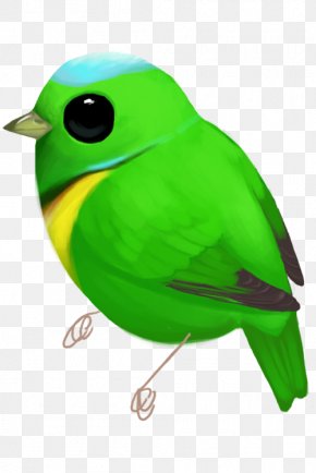 Parrot - Beak Finch Parrot Feather PNG
