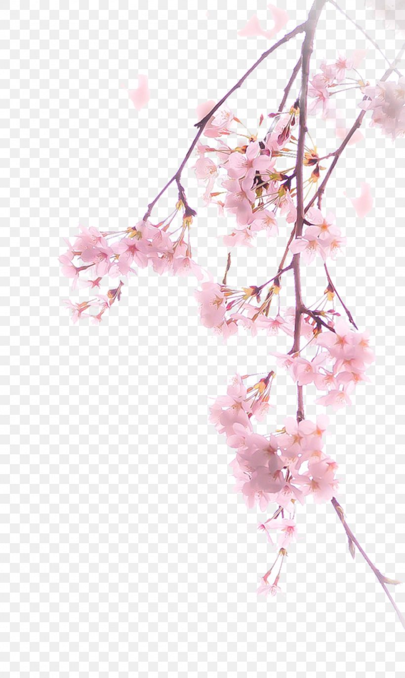 Cherry Blossom Download Illustration, PNG, 1629x2728px, National Cherry Blossom Festival, Blossom, Branch, Cherry, Cherry Blossom Download Free