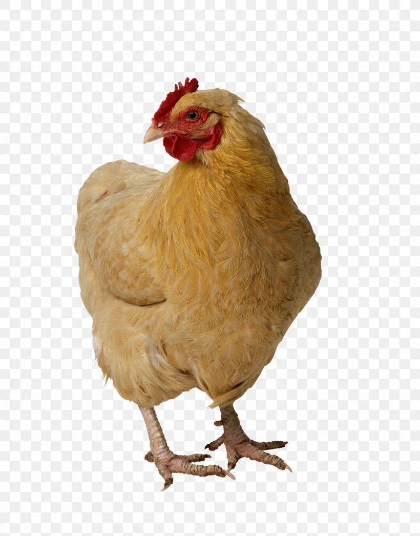 Chicken Broiler Image Poultry, PNG, 1024x1307px, Chicken, Beak, Bird, Broiler, Chicken As Food Download Free