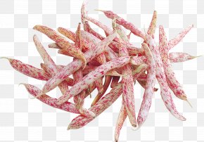 Chillicoriandermintgreen - Common Bean PNG