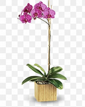 Houseplant Orchid - Flower Flowering Plant Plant Moth Orchid Flowerpot PNG